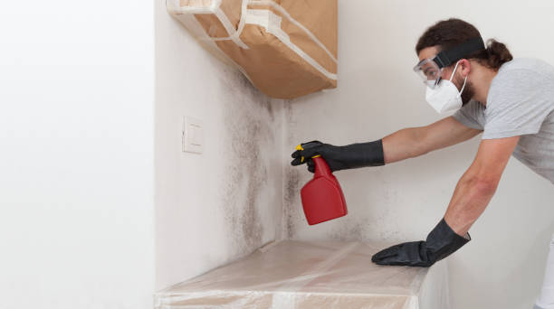 Professional Mold Removal technician working in Jobstown, NJ