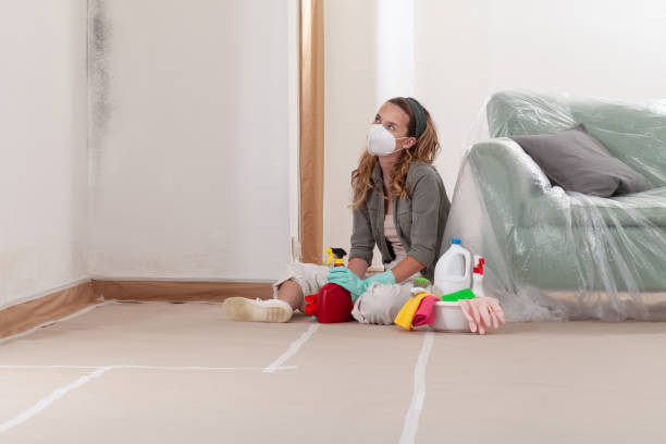 Trusted Basement Mold Remediation service in Jobstown, NJ - Cheap Mold Removal