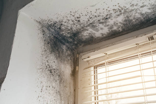 Trusted Bathroom Mold Removal service in Jobstown, NJ - Cheap Mold Removal